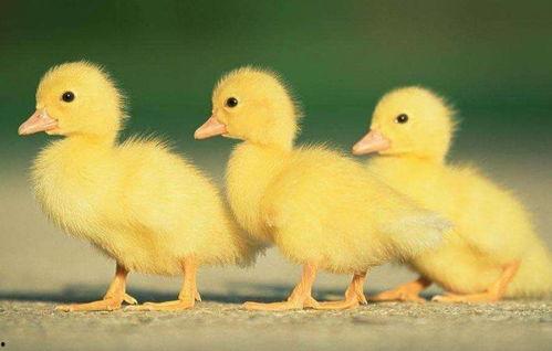 大黄鸭视频高清国产,国产高清动画的视觉盛宴