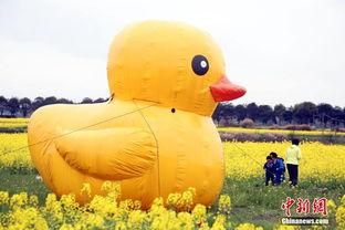 大黄鸭视频高清国产,国产高清动画的视觉盛宴