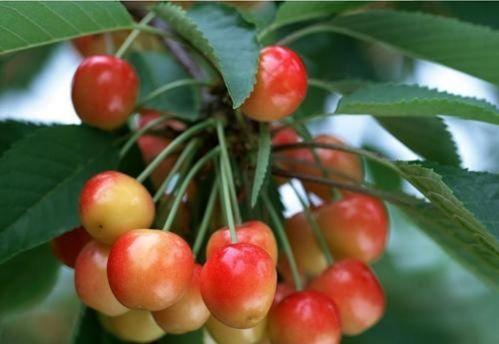 迷你国产小樱桃图片视频,萌态可掬，魅力无限