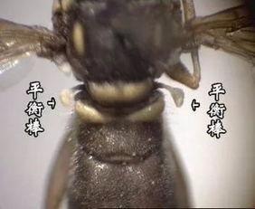 国产鳌虾有寄生虫吗视频