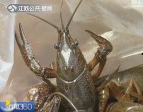 国产鳌虾有寄生虫吗视频