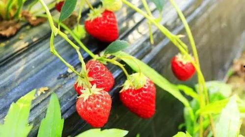 国产草莓视频儿童女孩,国产草莓视频中的甜美童年