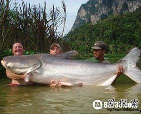 国产大鲶鱼视频大全下载,探寻水下奇观之美