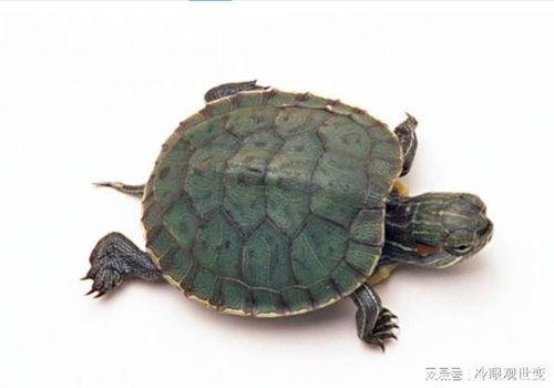 国产乌龟视频搞笑片段,萌态百出，笑料连连