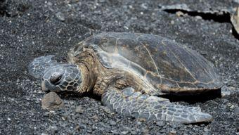 国产乌龟视频搞笑片段,萌态百出，笑料连连