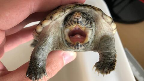 国产乌龟视频搞笑片段,萌态百出，笑料连连