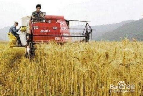 国产收割机转弯视频播放,高效灵活，一转即达